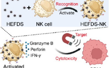 ACS Nano：陽離子磁性納米顆粒可激活自然殺傷細胞以治療膠質母細胞瘤