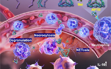 ACS Nano：基于框架核酸和中性粒細胞、負載黃芩苷的納米平臺用于靶向抗炎治療