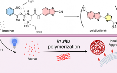 JACS：光控細(xì)胞內(nèi)合成聚熒光素聚合物用于誘導(dǎo)細(xì)胞副凋亡