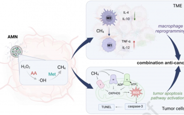 Biomaterials：基于抗壞血酸/蛋氨酸的CH4遞送納米藥物用于腫瘤靶向治療