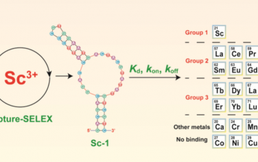 JACS：設計DNA適配體檢測稀土金屬