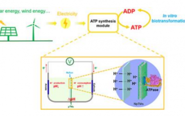 中科院天津工業(yè)生物技術研究所Angew：電化學驅動類囊膜實現(xiàn)體外合成ATP