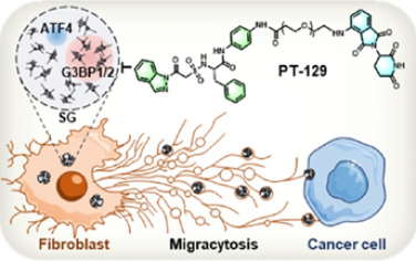 JACS：靶向G3BP1/2的PROTAC可破壞應(yīng)激顆粒依賴性ATF4遷移性胞吐以實現(xiàn)癌癥治療