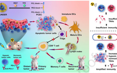 Biomaterials：放療-免疫調(diào)節(jié)納米平臺(tái)可觸發(fā)腫瘤相關(guān)抗原的產(chǎn)生以實(shí)現(xiàn)遠(yuǎn)端效應(yīng)和持續(xù)的免疫記憶
