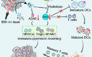 ACS Nano：MnO2輔助的光合細(xì)菌可干擾腺苷-A2AR代謝通路以增強腫瘤光熱免疫治療