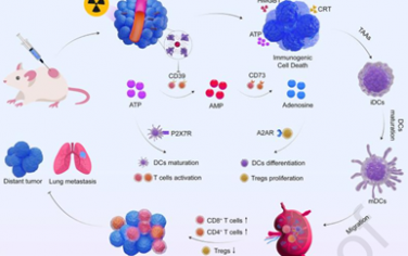 Biomaterials：基于細(xì)菌的生物雜化體可重塑腺苷介導(dǎo)的免疫抑制以增強(qiáng)放療引發(fā)的抗腫瘤免疫應(yīng)答