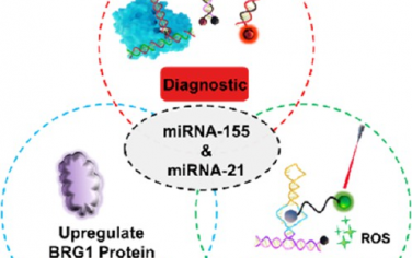 JACS：AND邏輯門控激活的CRISPR/RNA適配體系統用于實現生物標志物驅動的診療