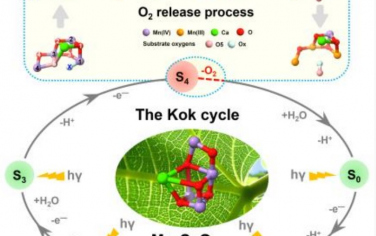 西湖大學孫立成院士Angew：量子計算研究自然界水氧化反應釋放O2的機理
