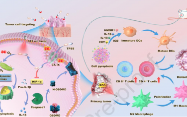 Biomaterials：雙光子光敏劑可特異性靶向和誘導腫瘤焦亡以引發全身免疫增強抗腫瘤治療