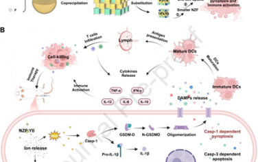 Biomaterials：具有可調(diào)離子釋放功能的可生物降解納米顆?？稍鰪?qiáng)焦亡以實(shí)現(xiàn)腫瘤免疫治療