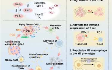 ACS Nano：產生NO的多功能納米顆粒可重塑腫瘤微環境以實現對乏氧腫瘤的光動力-免疫協同治療