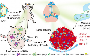 ACS Nano：靶向調(diào)節(jié)腦膜淋巴逆行通路以實(shí)現(xiàn)乳腺癌腦轉(zhuǎn)移免疫治療
