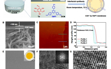 Science Advances：用于精確可調分子篩的溶劑響應共價有機框架膜