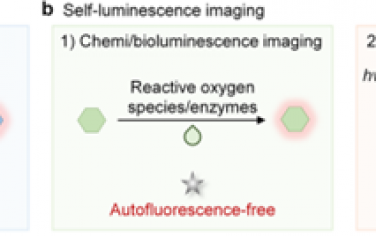 Chem. Soc. Rev：用于增強(qiáng)無自發(fā)熒光成像性能的有機(jī)余輝制劑的研究進(jìn)展和設(shè)計(jì)策略