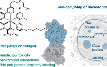 MacMillan JACS：光催化劑實現活體細胞微環境成像