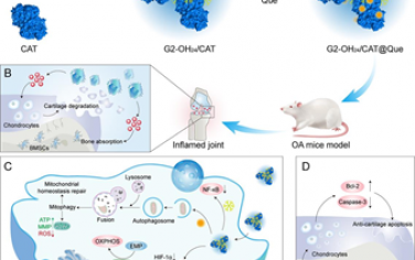 Biomaterials：遞送蛋白/藥物的生物活性磷樹狀大分子可通過協同重編程巨噬細胞治療骨關節炎
