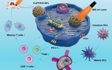 Biomaterials：干擾線粒體的納米復(fù)合物可協(xié)同光動力療法增強(qiáng)抗腫瘤免疫