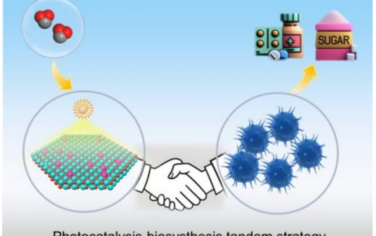 北京化工大學&西安交通大學Angew：光催化-生物合成串聯(lián)CO2升級