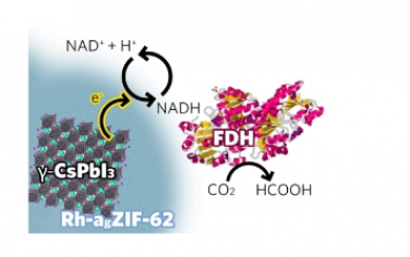 JACS：將 MOF 玻璃與鹵化鉛鈣鈦礦結(jié)合用于人工光合作用