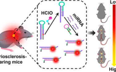 JACS：內源性HClO門控的級聯(lián)MicroRNA成像用于實現(xiàn)動脈粥樣硬化的體內精準診斷
