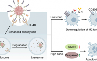 JACS：聲動(dòng)力nano-LYTACs可逆轉(zhuǎn)腫瘤免疫抑制微環(huán)境以用于腫瘤免疫治療