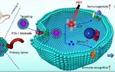 ACS Nano：嵌合肽工程化聚合前藥可通過誘導ICD和上調MHC-I增強細胞毒性T細胞應答