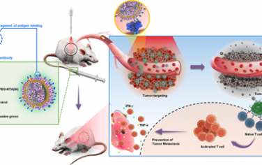 ACS Nano：連接抗PD-L1抗體片段的腫瘤靶向脂質納米顆粒可通過光免疫治療消除腫瘤及其轉移