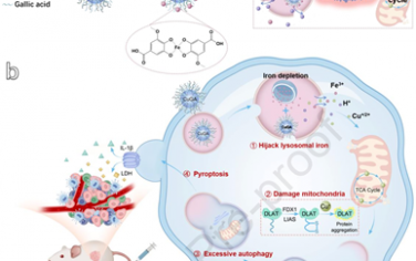Biomaterials：“劫持”內源性鐵可放大溶酶體-線粒體級聯損傷以促進抗腫瘤免疫治療