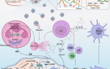 Biomaterials：自凝膠化止血粉可增強放療誘導的NK細胞免疫以對抗術后肝癌復發