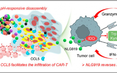 ACS Nano：腫瘤微環(huán)境響應(yīng)性納米免疫調(diào)節(jié)劑用于增強肺癌嵌合抗原受體T細(xì)胞治療