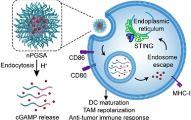 ACS Nano：對pH響應和富胍納米佐劑可有效遞送STING激動劑以實現(xiàn)癌癥免疫治療