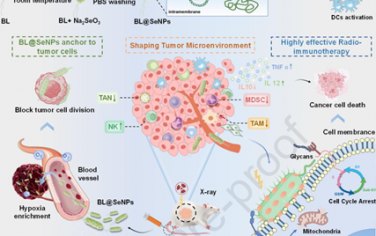 Biomaterials：厭氧益生菌-原位硒納米放射增敏劑可通過選擇性錨定腫瘤和免疫調節實現放射免疫治療