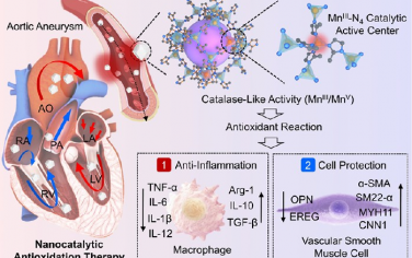 ACS Nano：Mn-N4仿生位點工程化納米催化劑用于主動脈瘤抗氧化治療