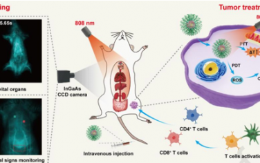 Biomaterials：多合一聚乙二醇化NIR-II共軛聚合物用于實現高分辨血液循環成像和光熱免疫治療