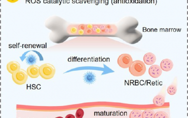 ACS Nano：驢皮膠衍生的碳點可激活紅細胞生成和消除氧化應激以治療再生障礙性貧血